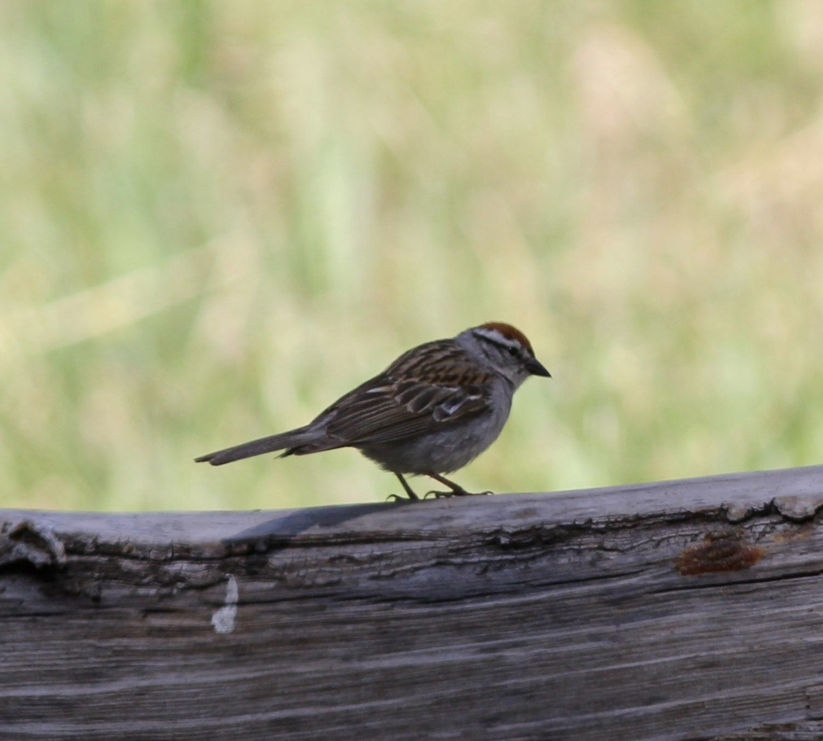 Chipping Sparrow - Richard and Margaret Alcorn