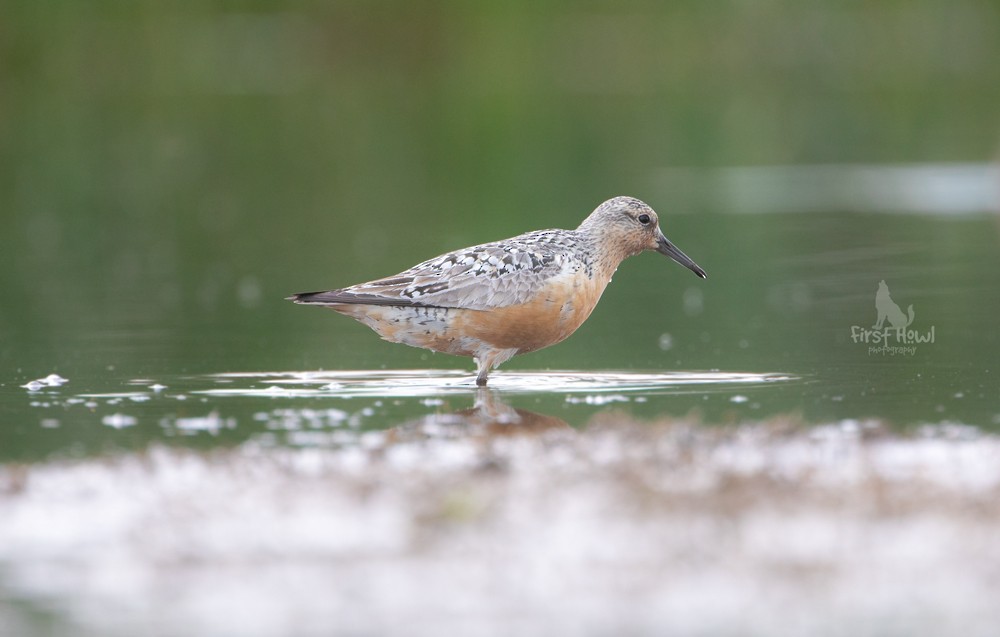 Red Knot - ML168412541