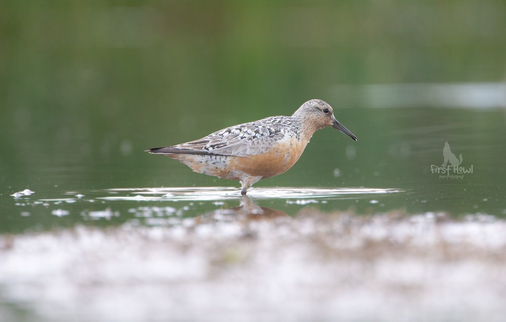 eBird Checklist - 15 Jul 2019 - Frank Lake--NW lookout/blind/outflow ...