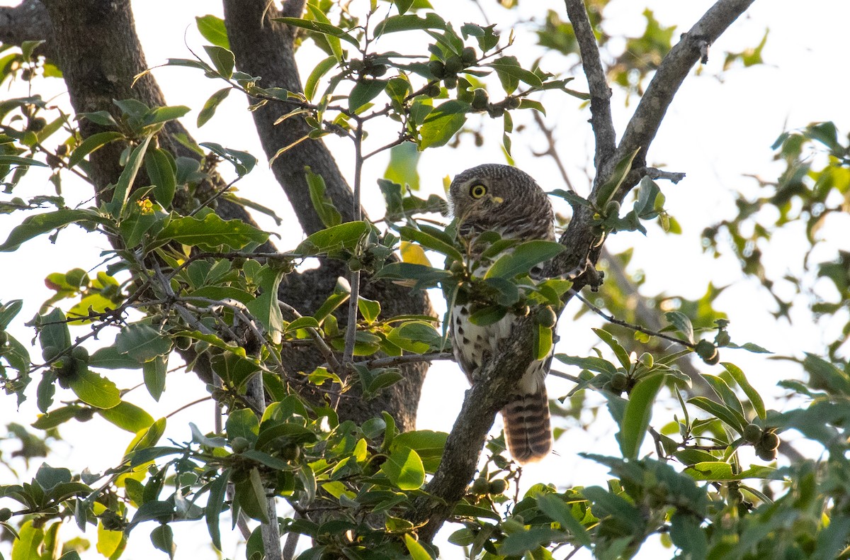 African Barred Owlet - ML168414501