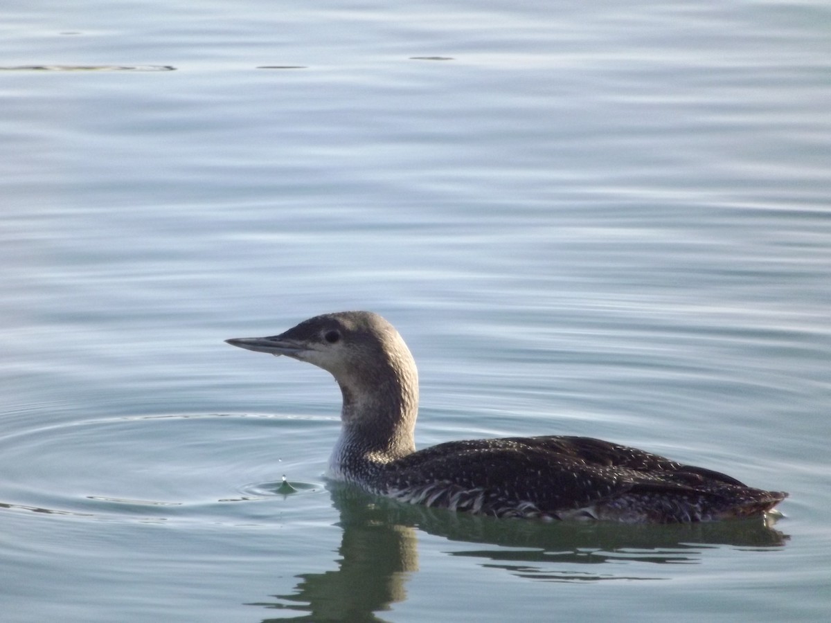 Red-throated Loon - ML168421591