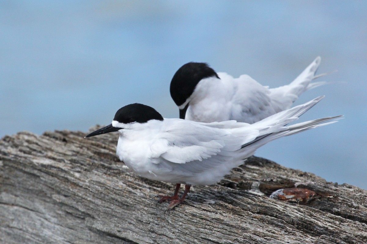 White-fronted Tern - Ray Turnbull