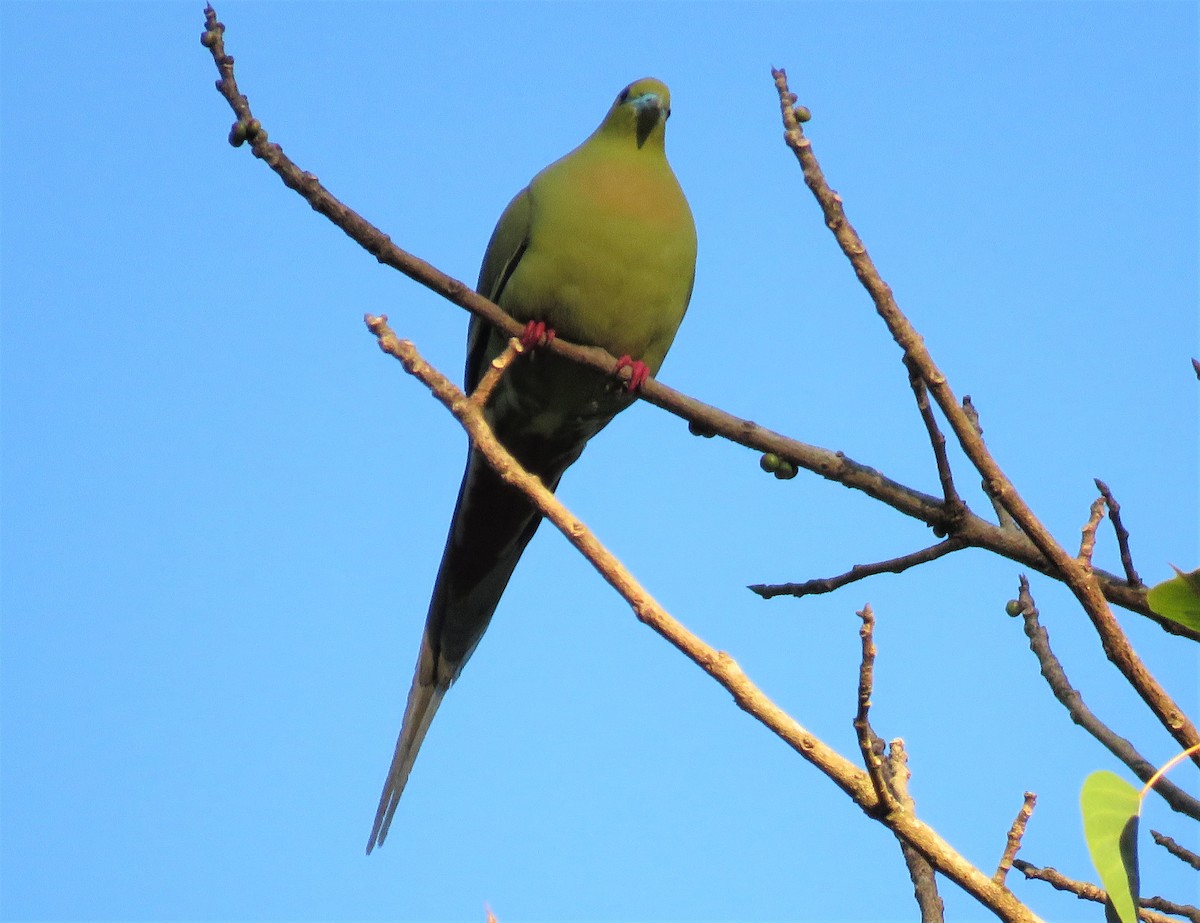 Pin-tailed Green-Pigeon - Elizabeth Skakoon