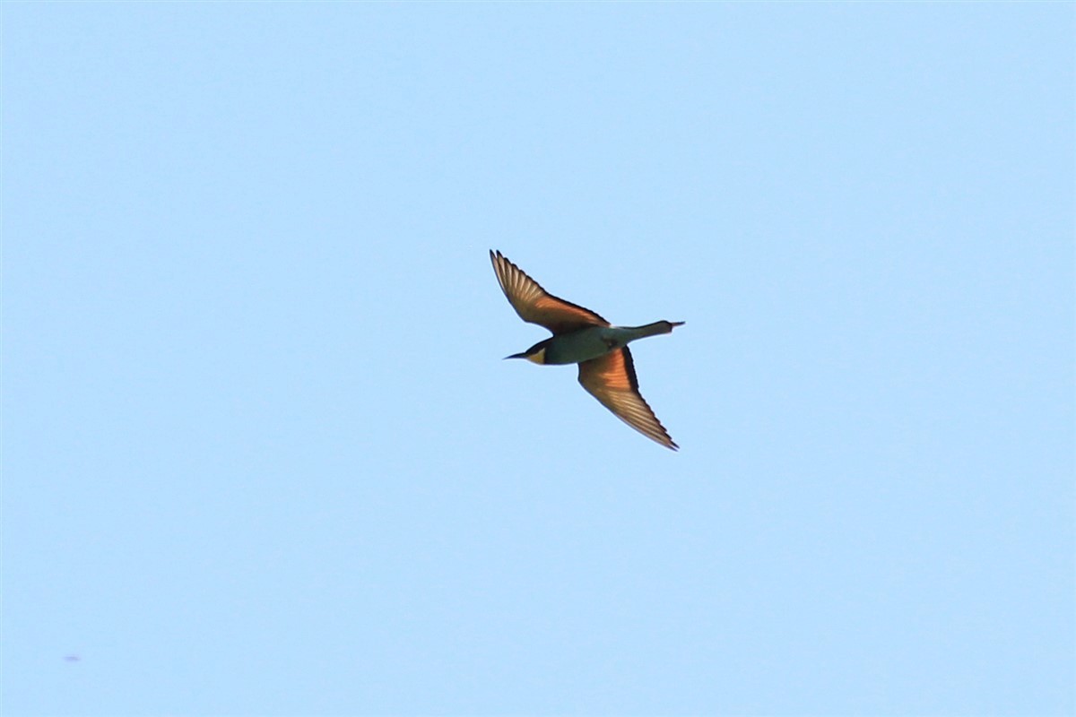 European Bee-eater - ML168425851