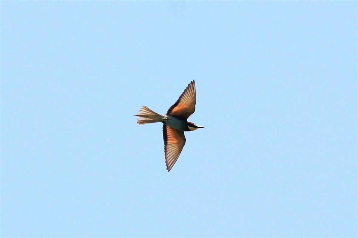 European Bee-eater - ML168425861