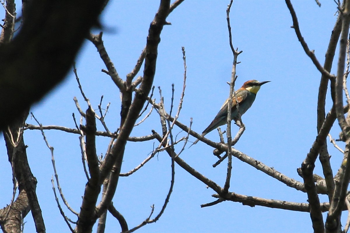 European Bee-eater - ML168425891