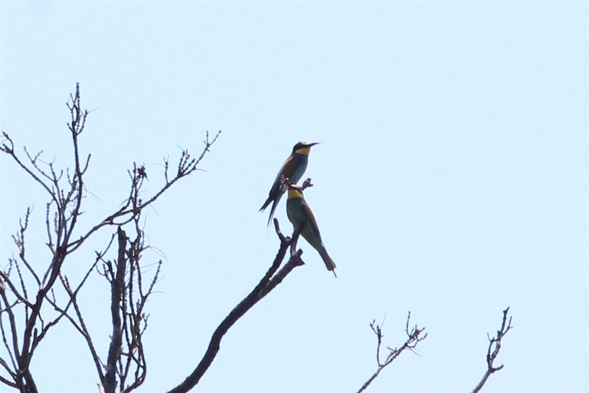European Bee-eater - ML168425951