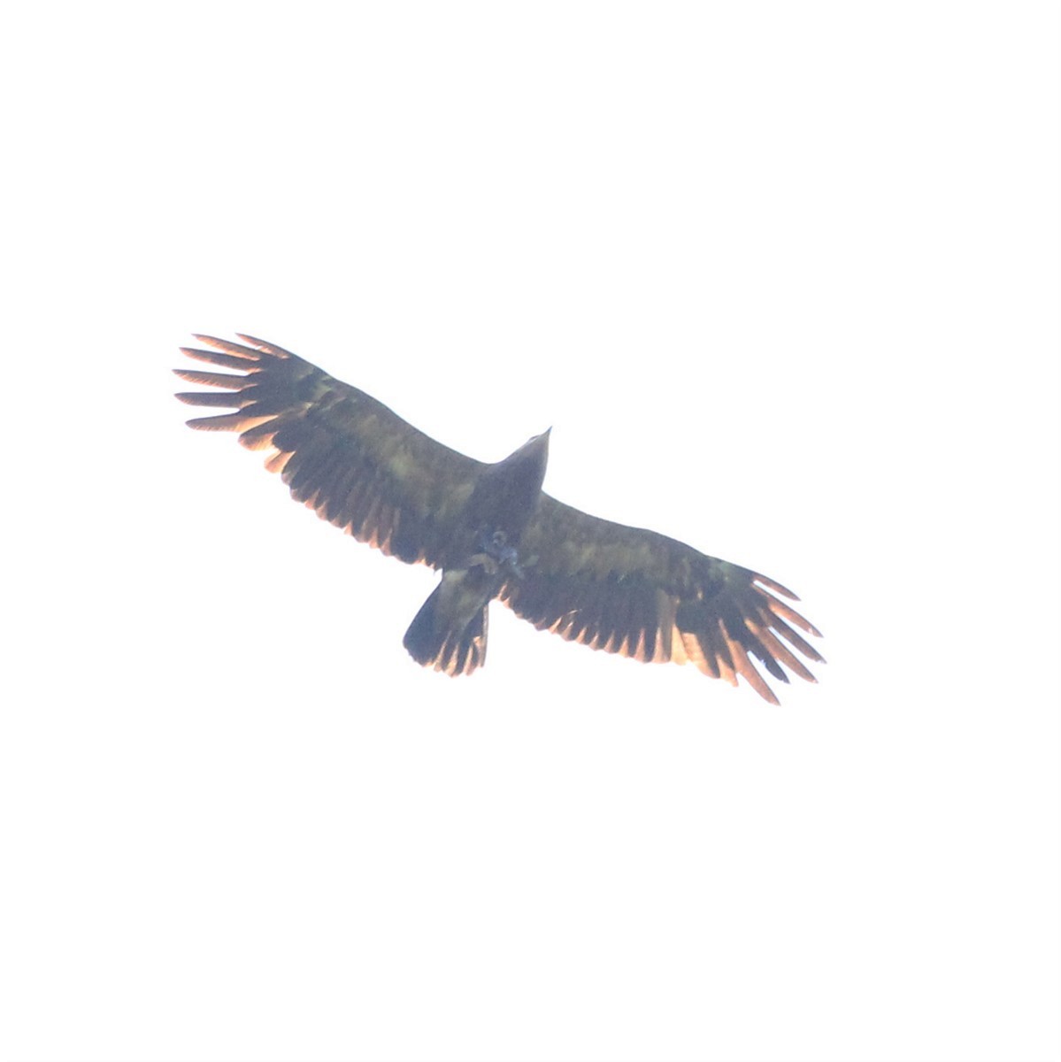 Lesser Spotted Eagle - ML168426301