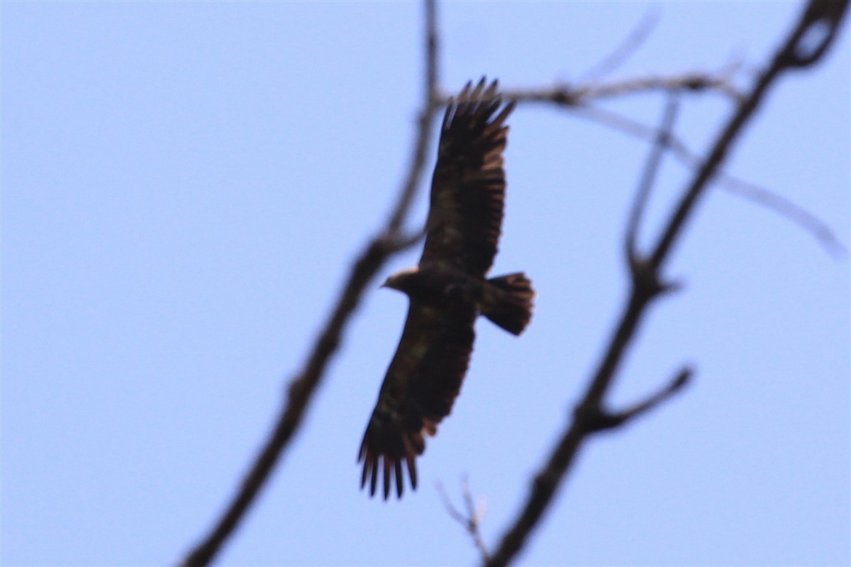 Lesser Spotted Eagle - ML168426311