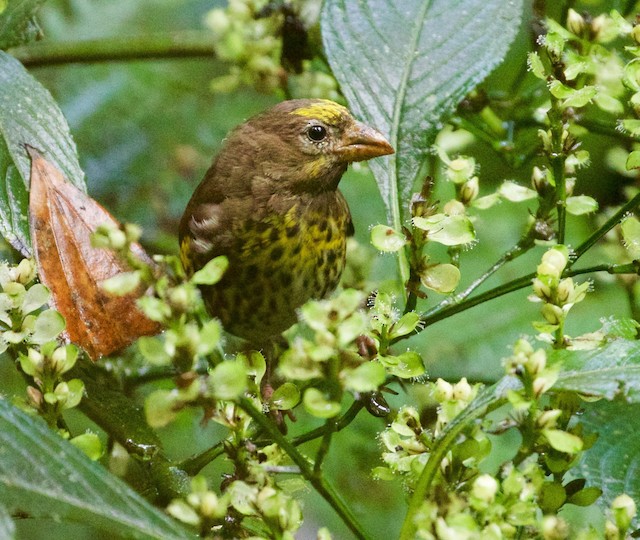 Male, frontal view (subspecies&nbsp;<em>estherae</em>). - Indonesian Serin - 
