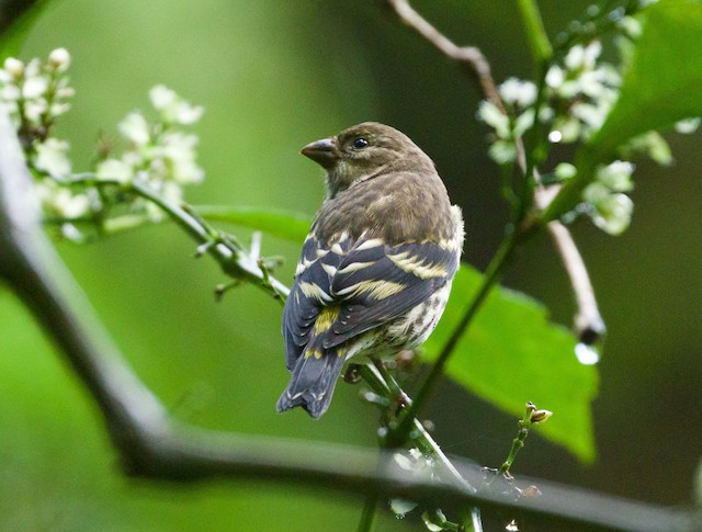 Presumed female, dorsal view (subspecies&nbsp;<em>estherae</em>). - Indonesian Serin - 