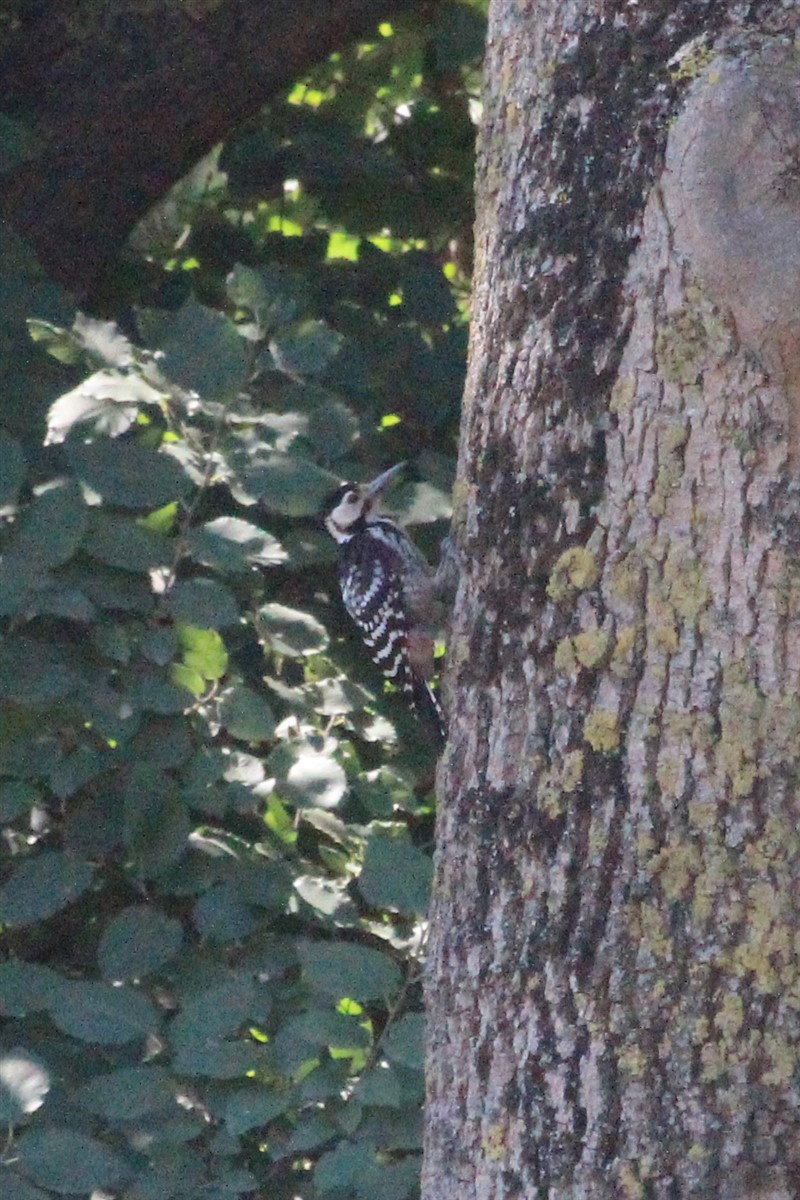 White-backed Woodpecker - ML168430331