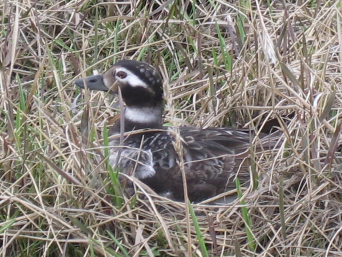 Long-tailed Duck - ML168431701