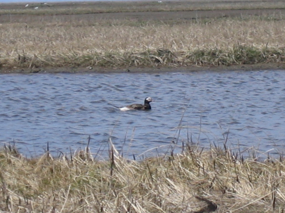 Long-tailed Duck - ML168431761