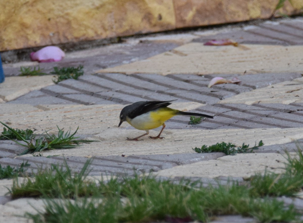 Gray Wagtail - A Emmerson