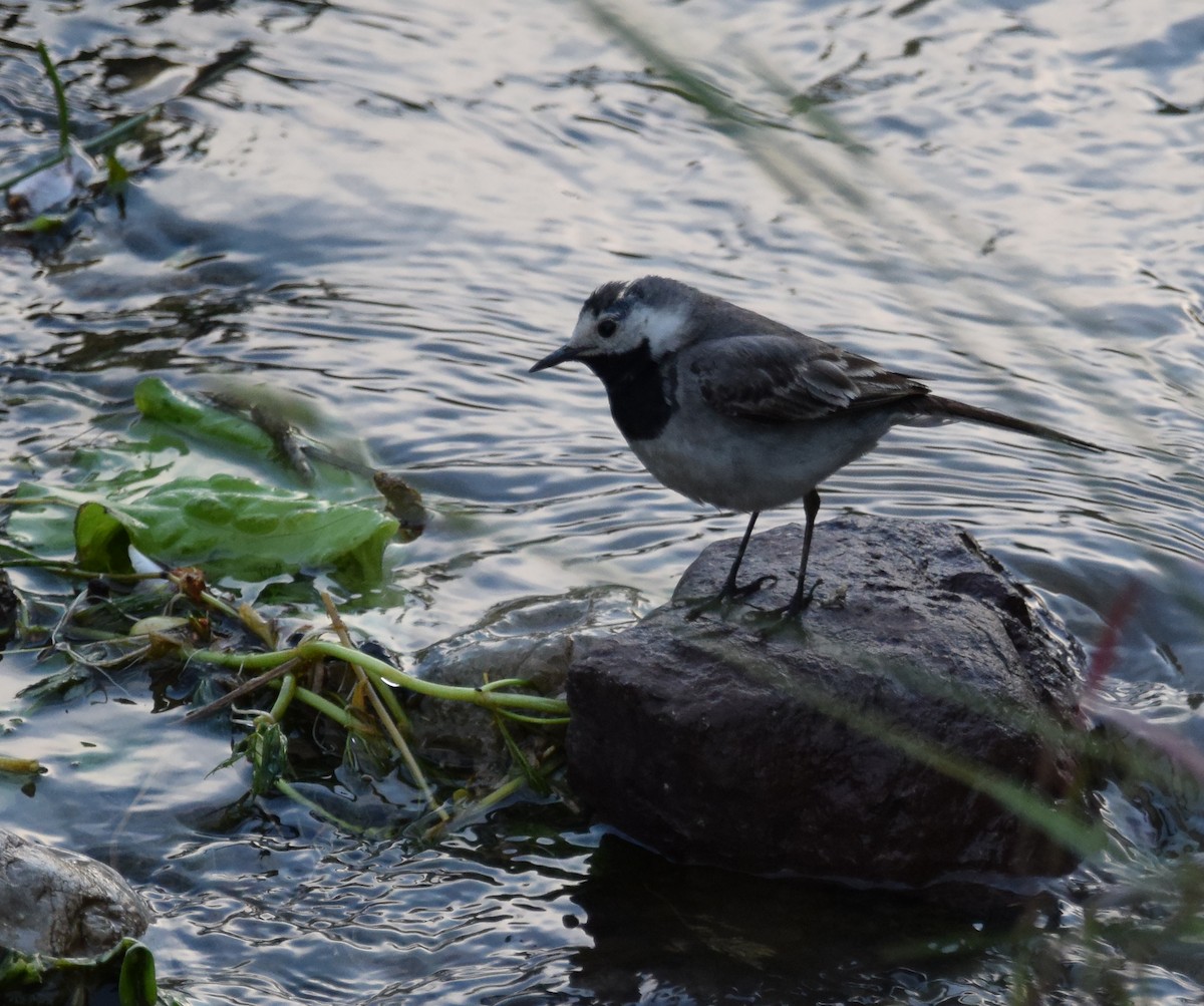 White Wagtail (White-faced) - ML168432801