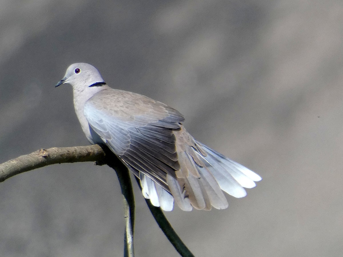 Eurasian Collared-Dove - Arend van Riessen