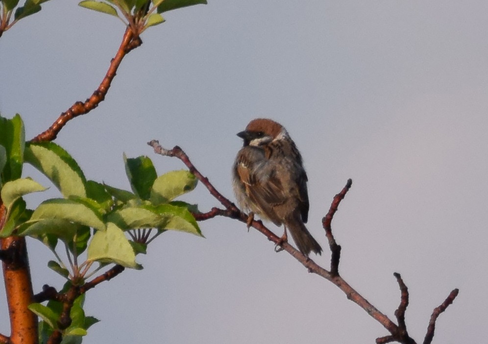Eurasian Tree Sparrow - ML168434541