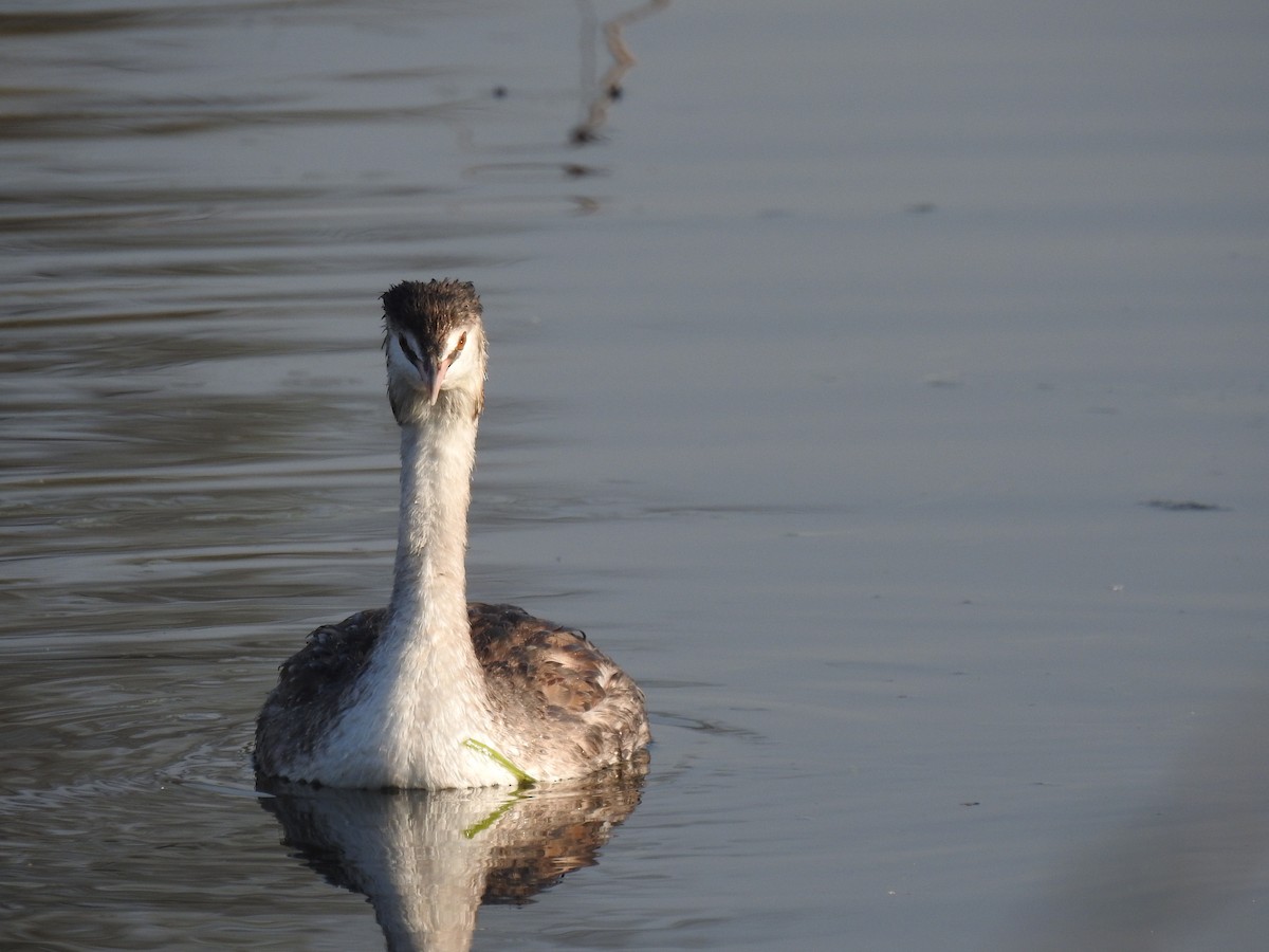 Great Crested Grebe - ML168435581
