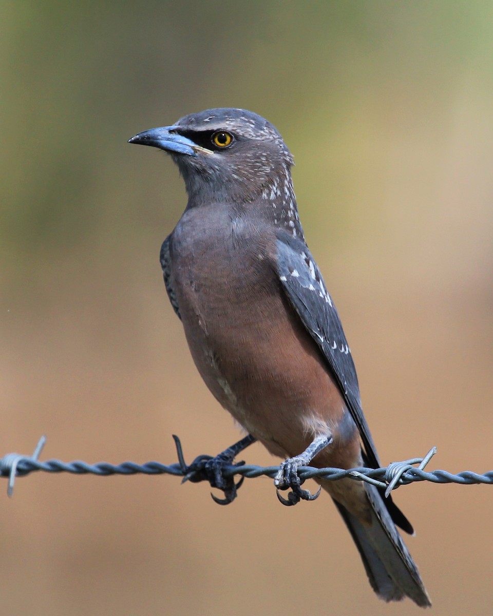 White-browed Woodswallow - Enoch Bultreys