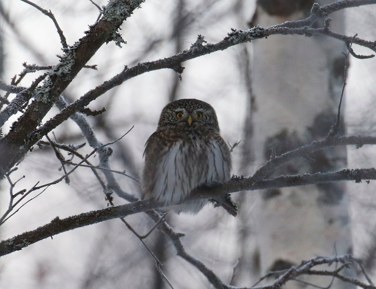 Eurasian Pygmy-Owl - ML168438771