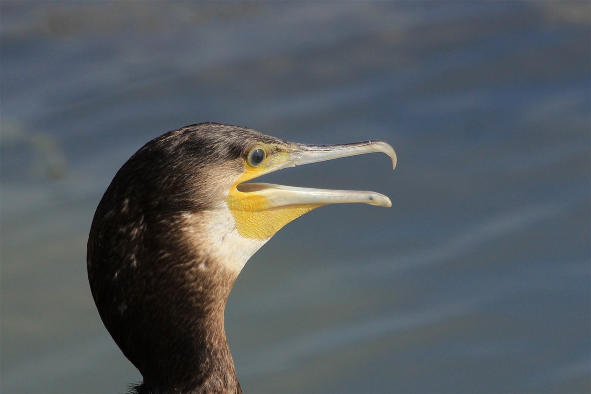 Great Cormorant - Salih MALAKCIOGLU