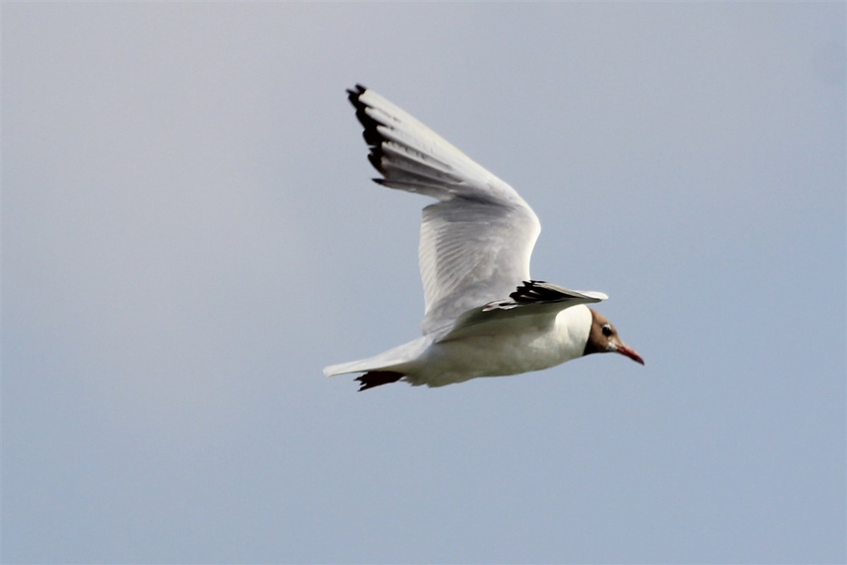 Mouette rieuse - ML168438971