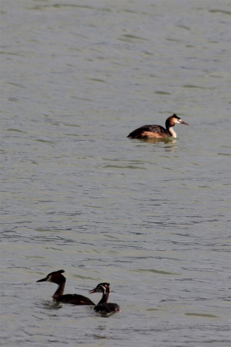 Great Crested Grebe - ML168439021