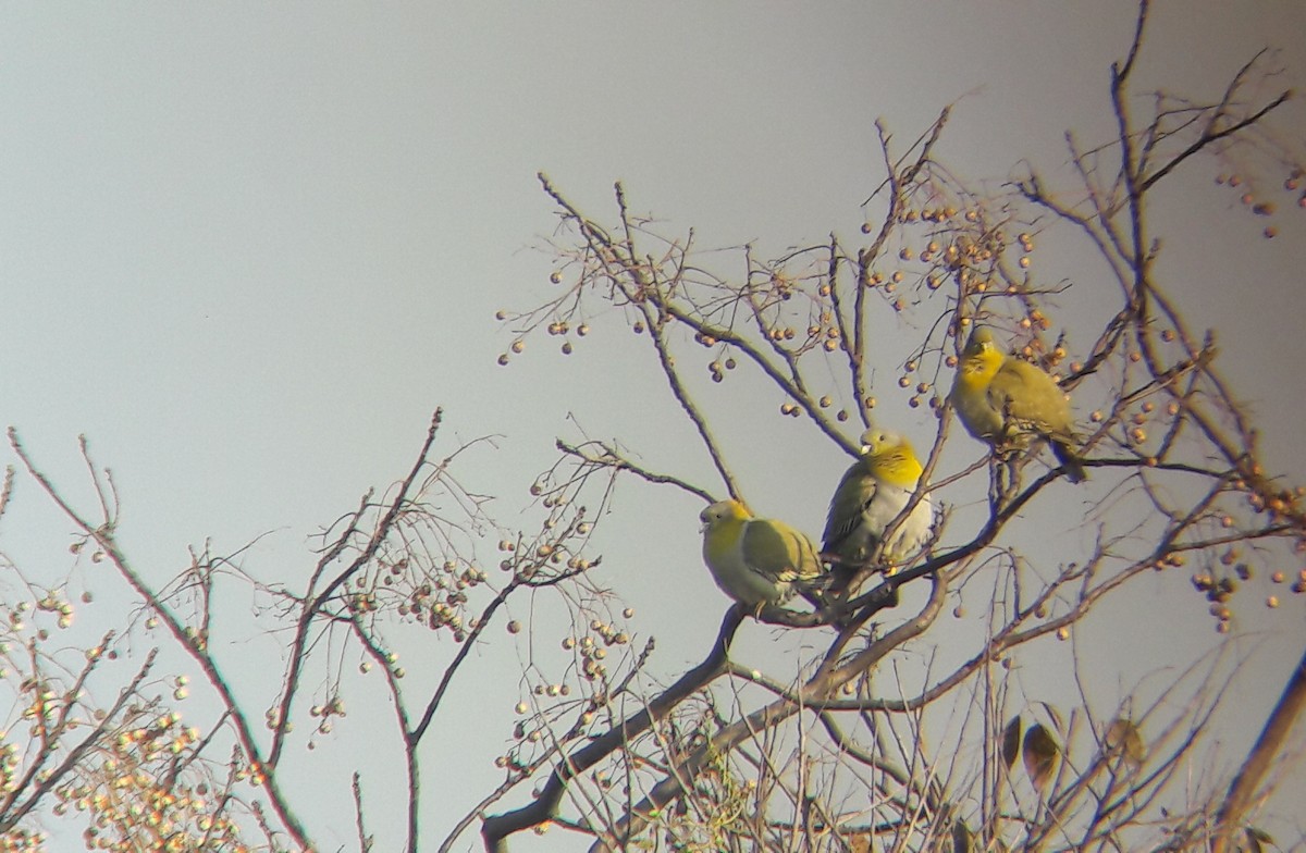 Yellow-footed Green-Pigeon - Arend van Riessen