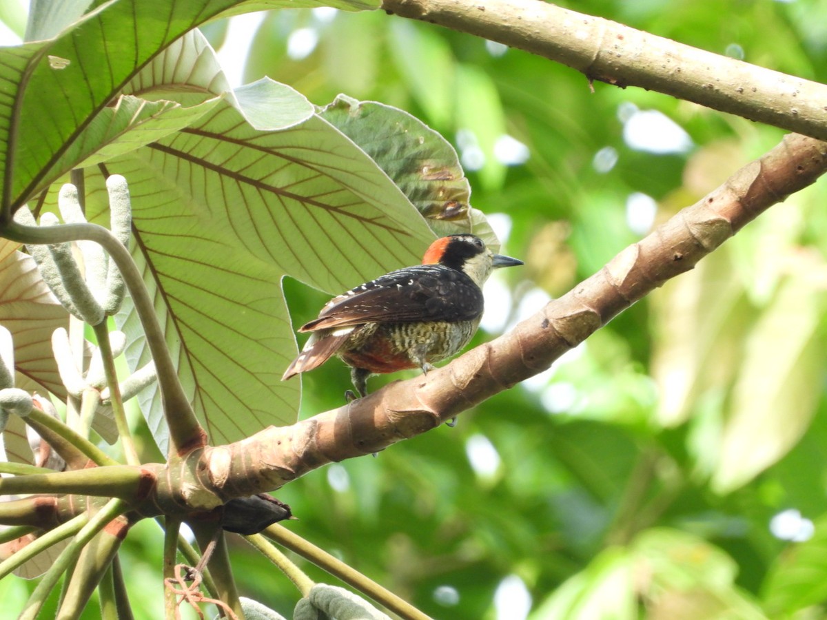 Black-cheeked Woodpecker - A Huang Winoto