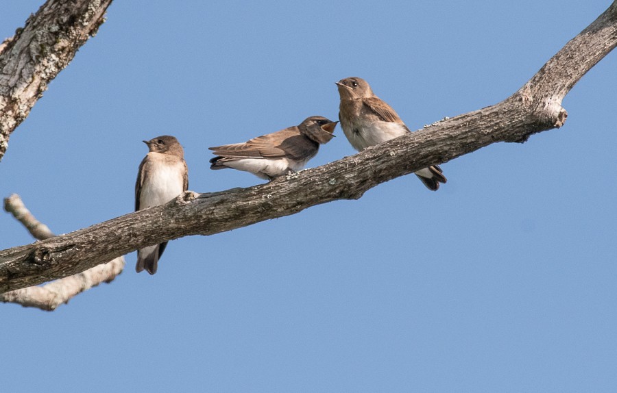 Northern Rough-winged Swallow - Marianne Taylor