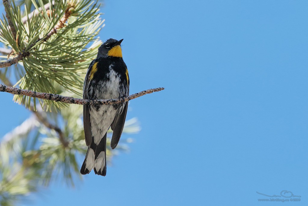 Yellow-rumped Warbler (Audubon's) - Lasse Olsson