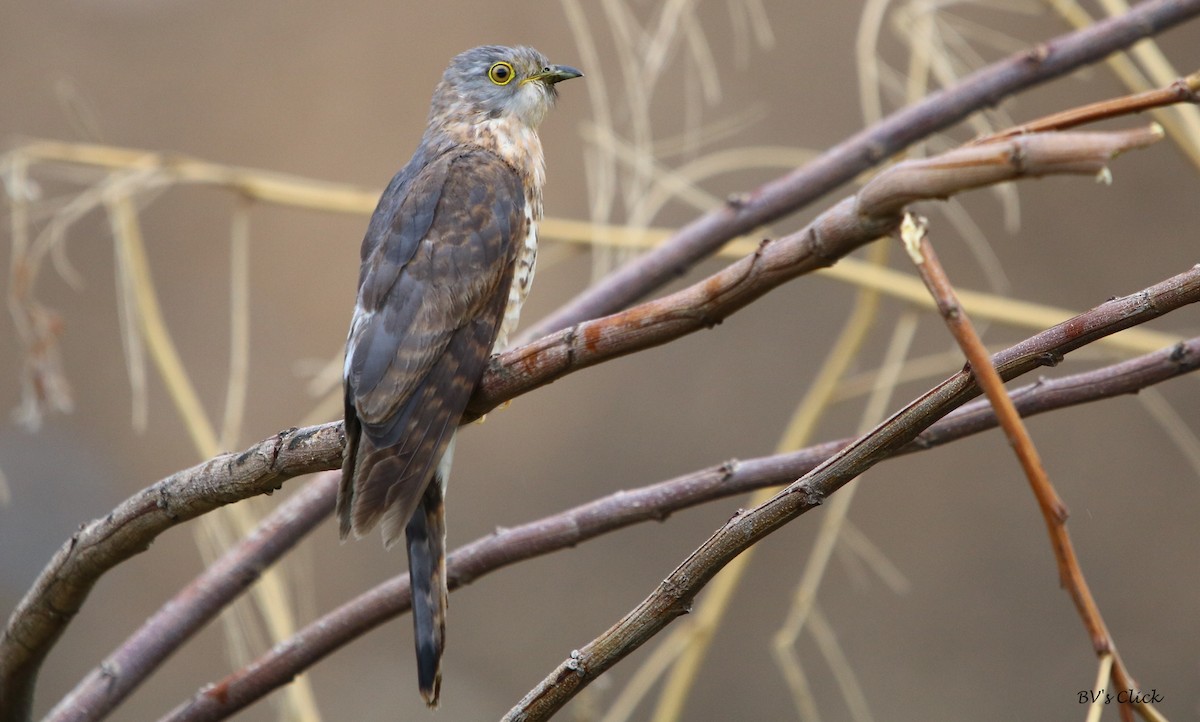 Common Hawk-Cuckoo - ML168456991