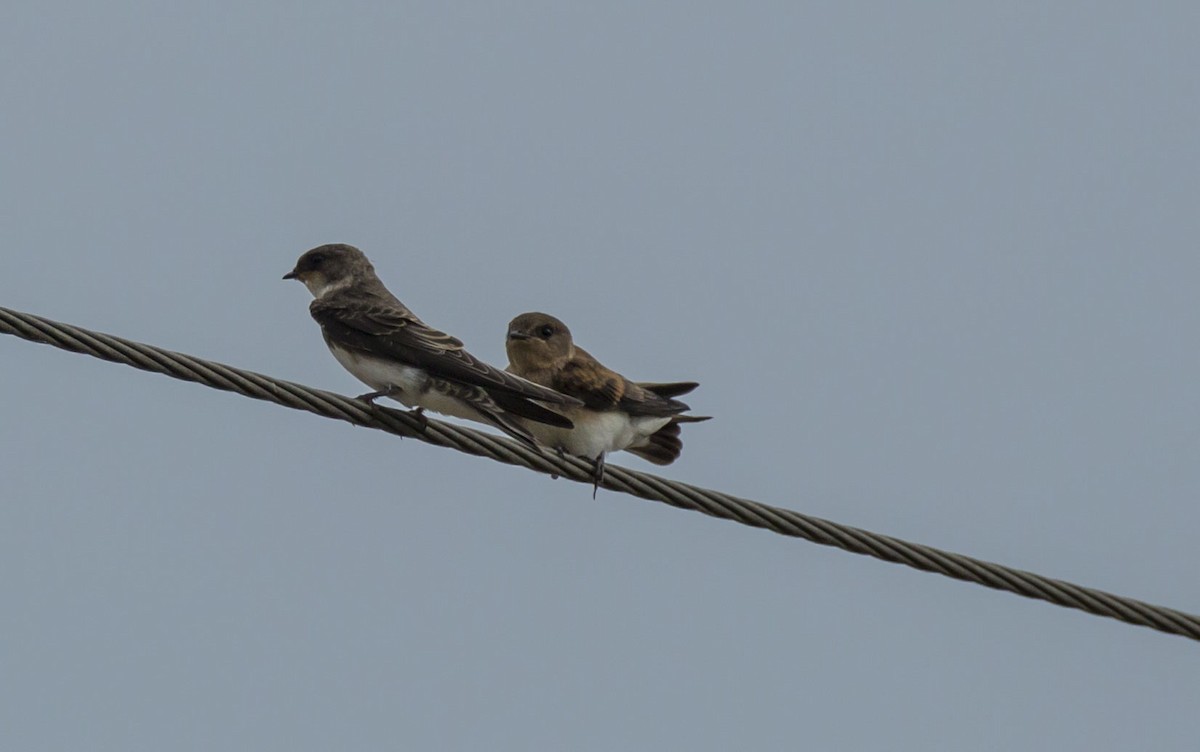 Northern Rough-winged Swallow - Mike Austin