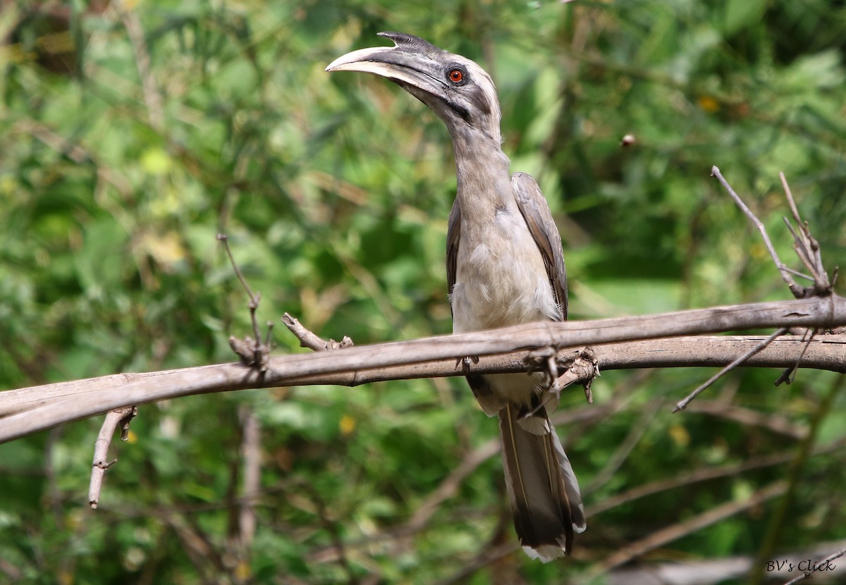 Indian Gray Hornbill - ML168457331