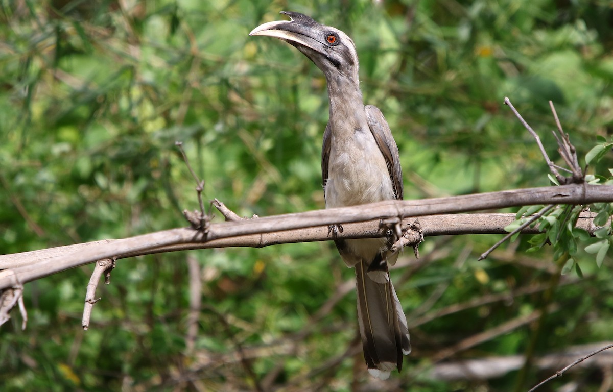 Indian Gray Hornbill - ML168457351