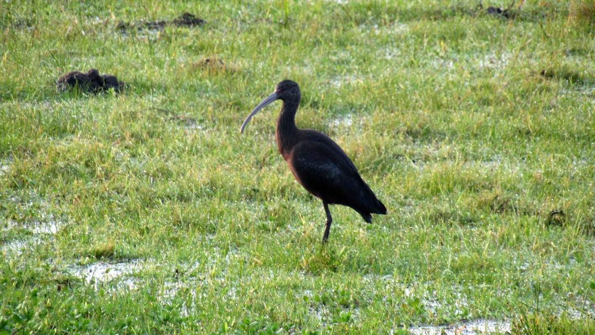 ibis americký - ML168461561