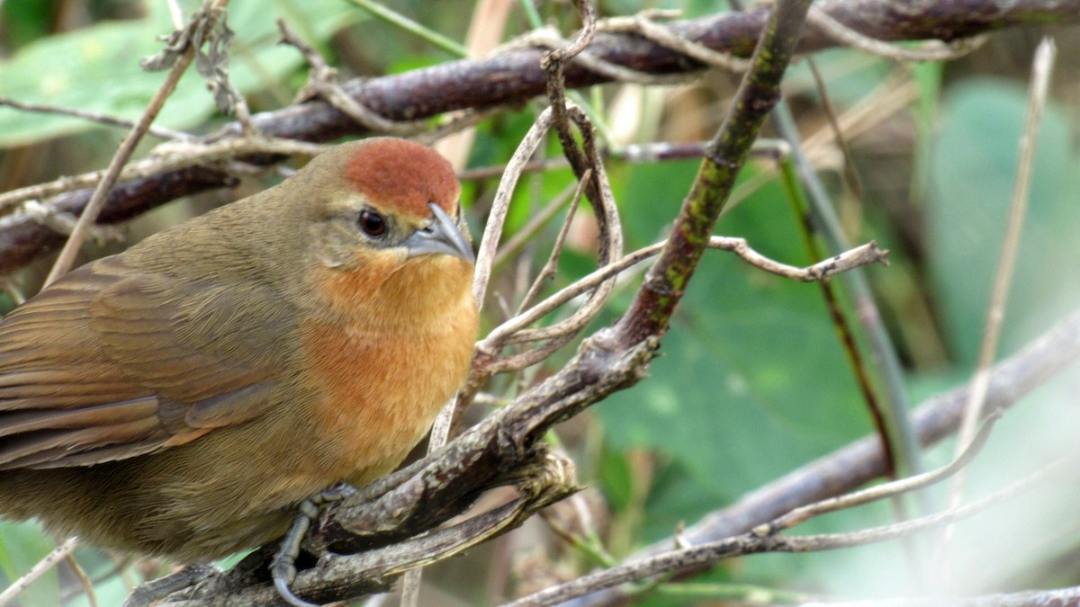 Orange-breasted Thornbird - ML168461871