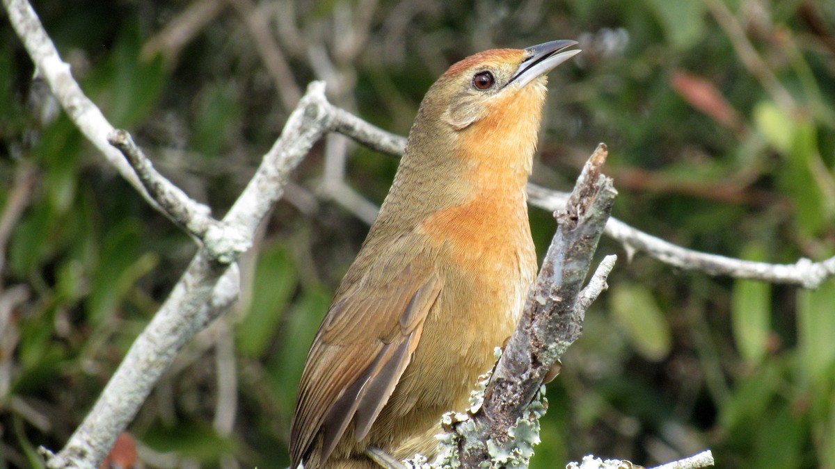 Orange-breasted Thornbird - ML168461881