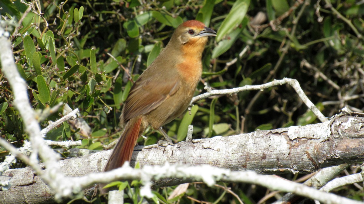 Orange-breasted Thornbird - ML168461891