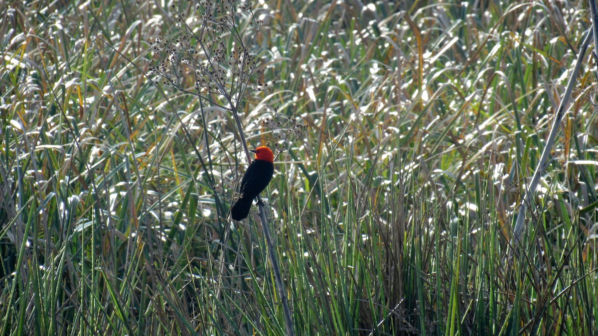 Scarlet-headed Blackbird - ML168462191
