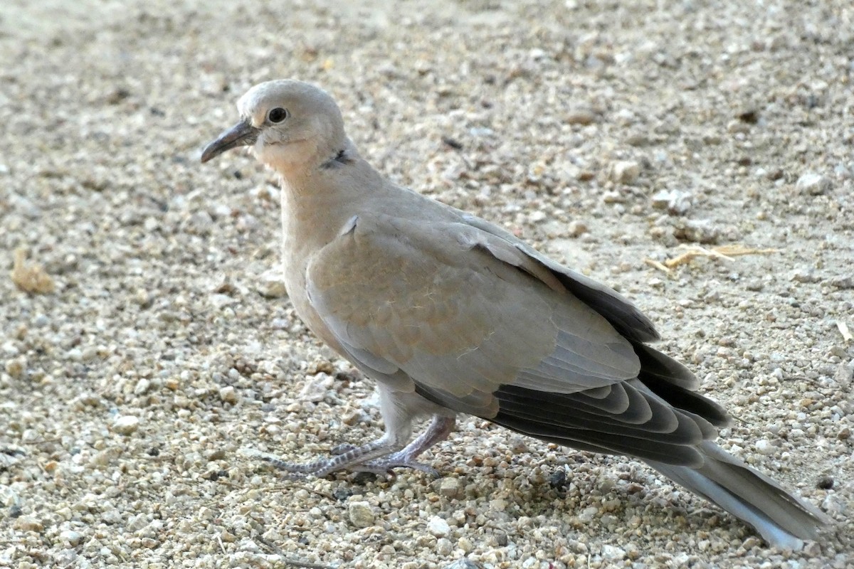 Eurasian Collared-Dove - ML168463231