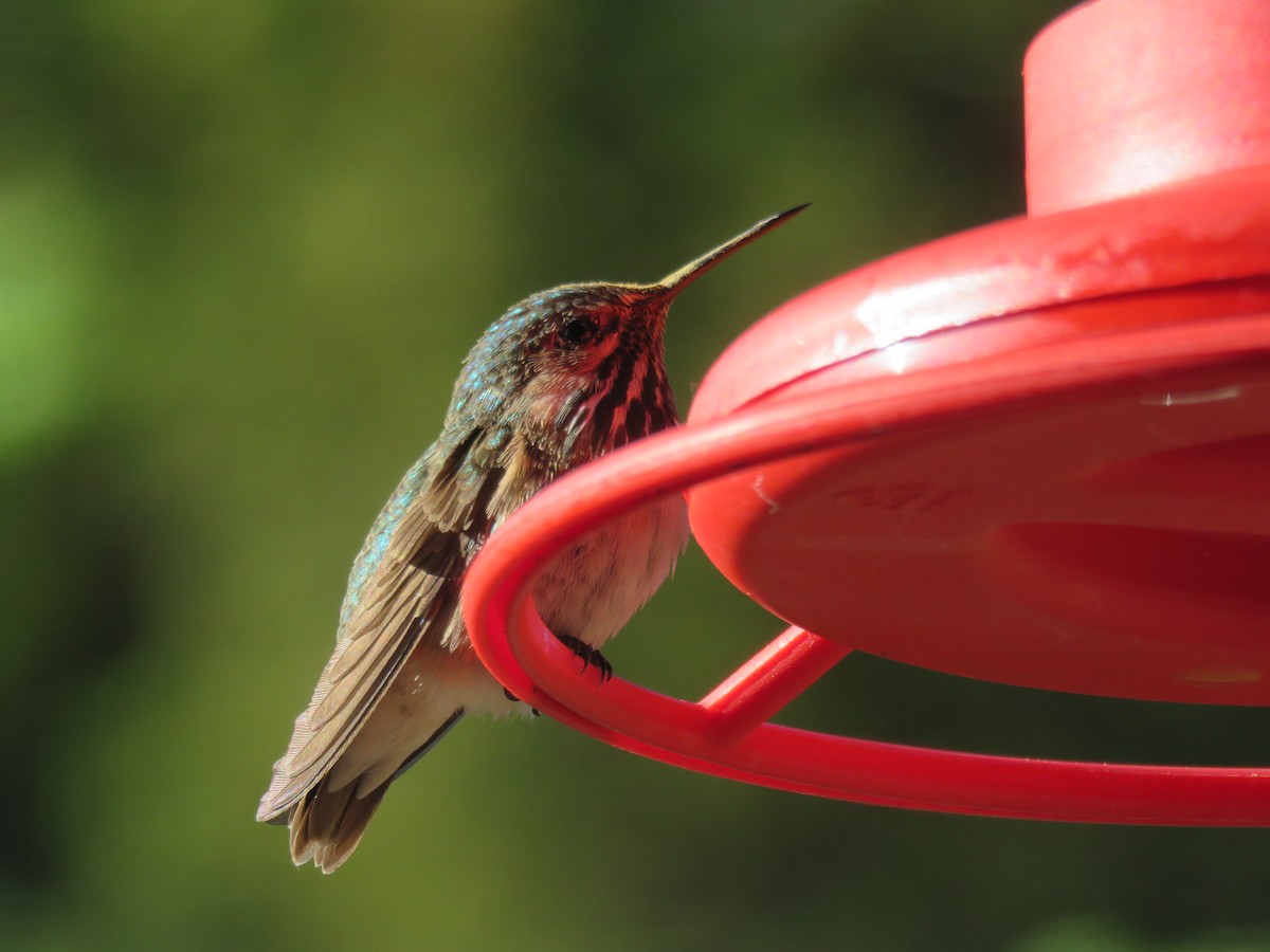 Calliope Hummingbird - ML168466231