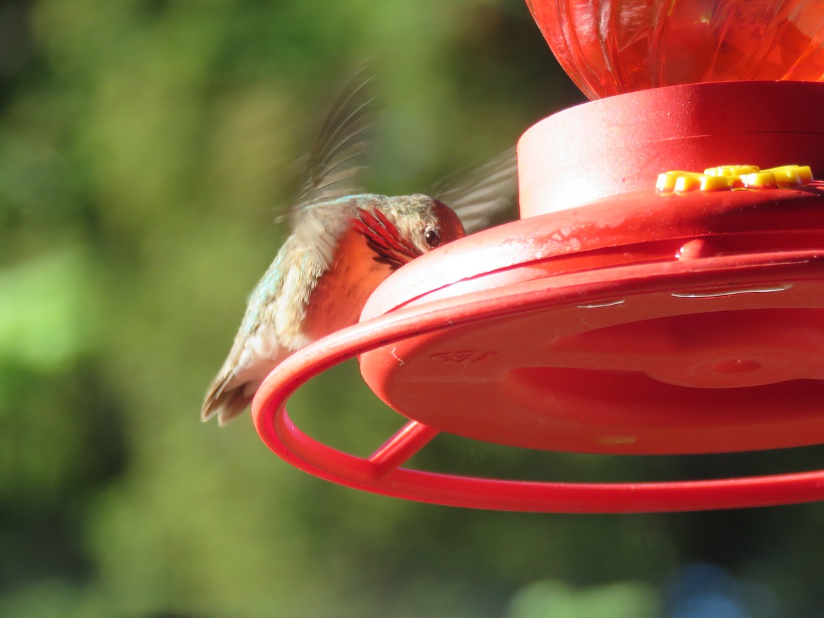 Calliope Hummingbird - ML168466291