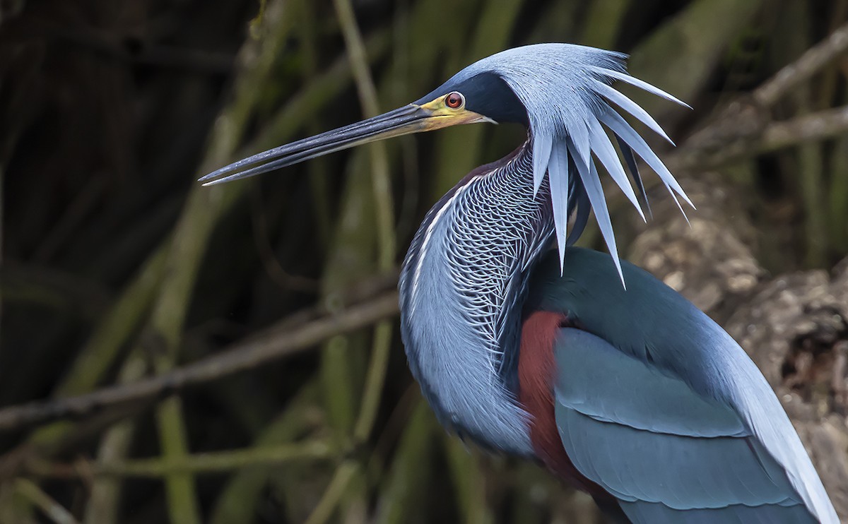 Agami Heron - ML168467241