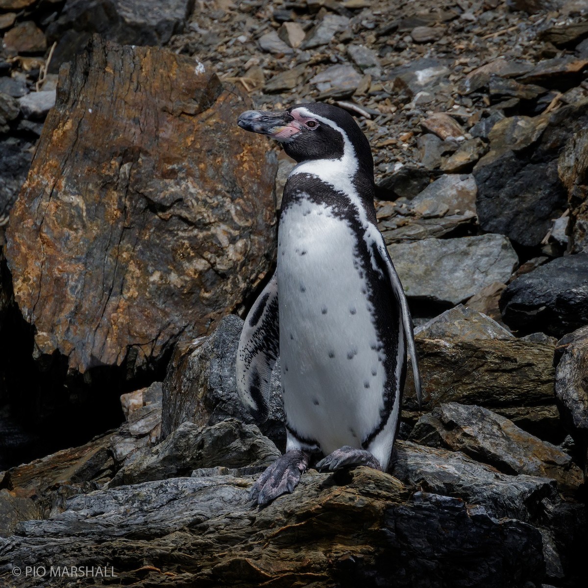 Humboldt Penguin - ML168467371