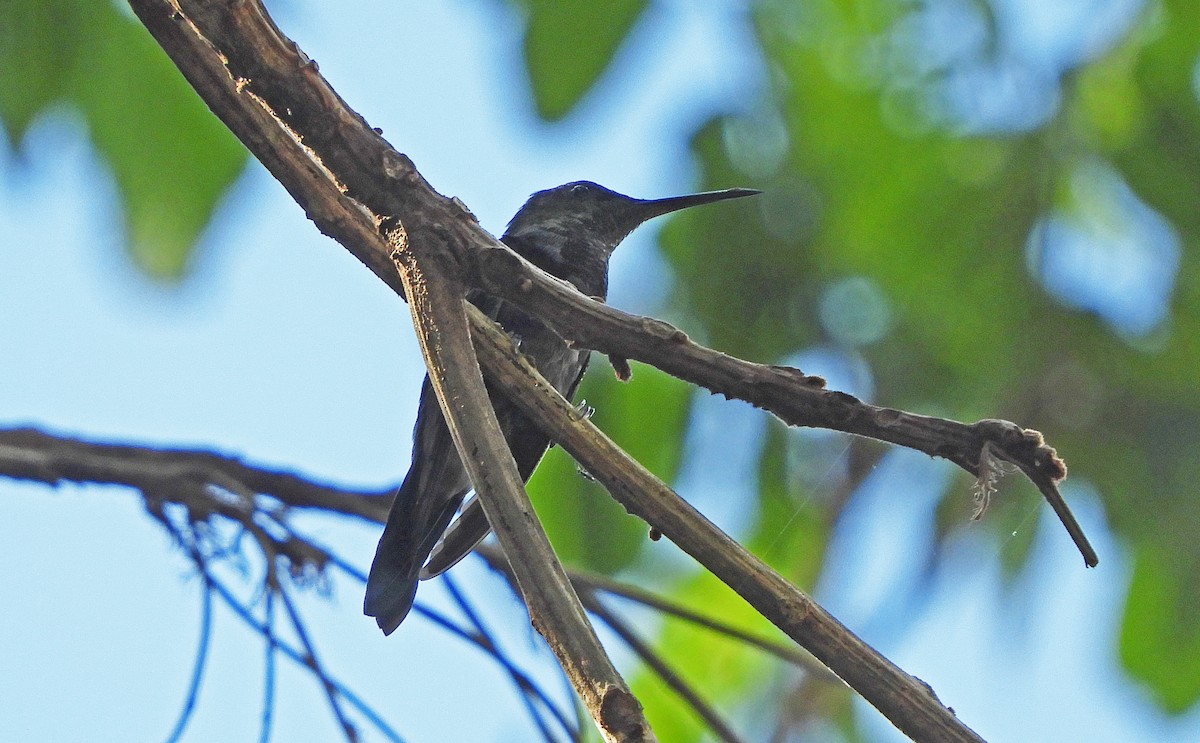 kolibřík nymfový - ML168468841