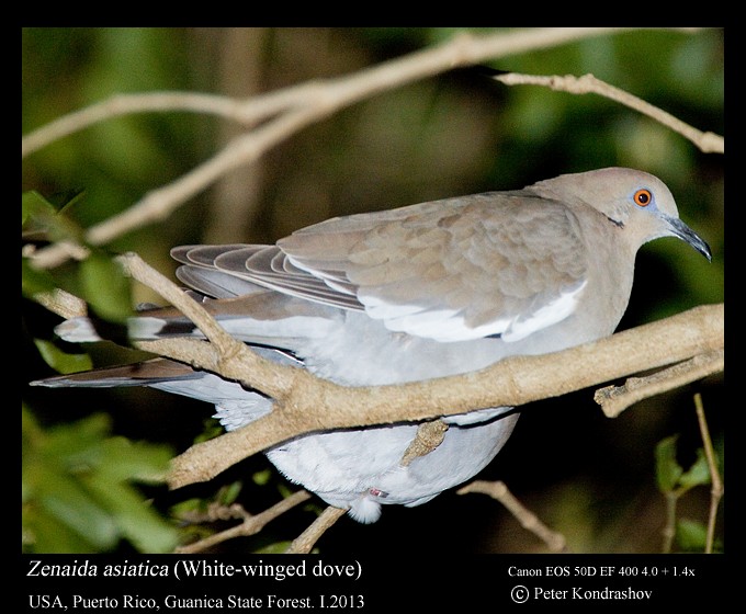 White-winged Dove - Peter Kondrashov