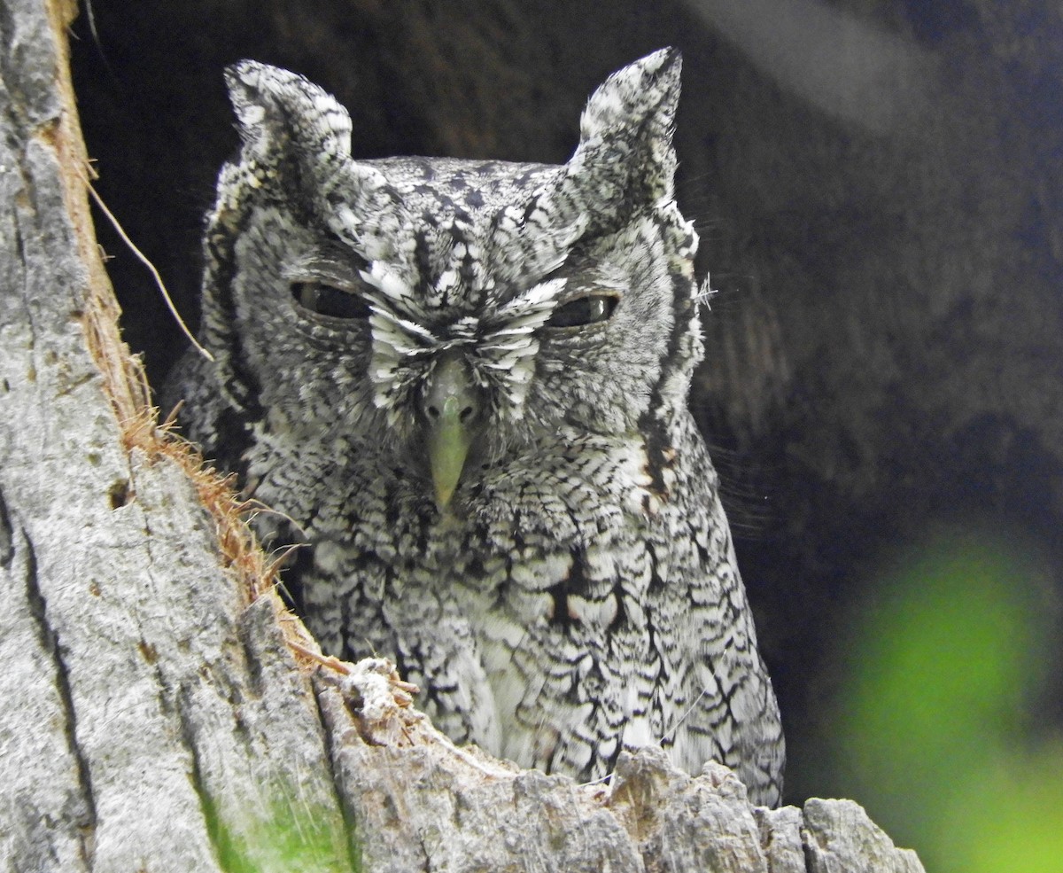 Eastern Screech-Owl - Ray Wershler