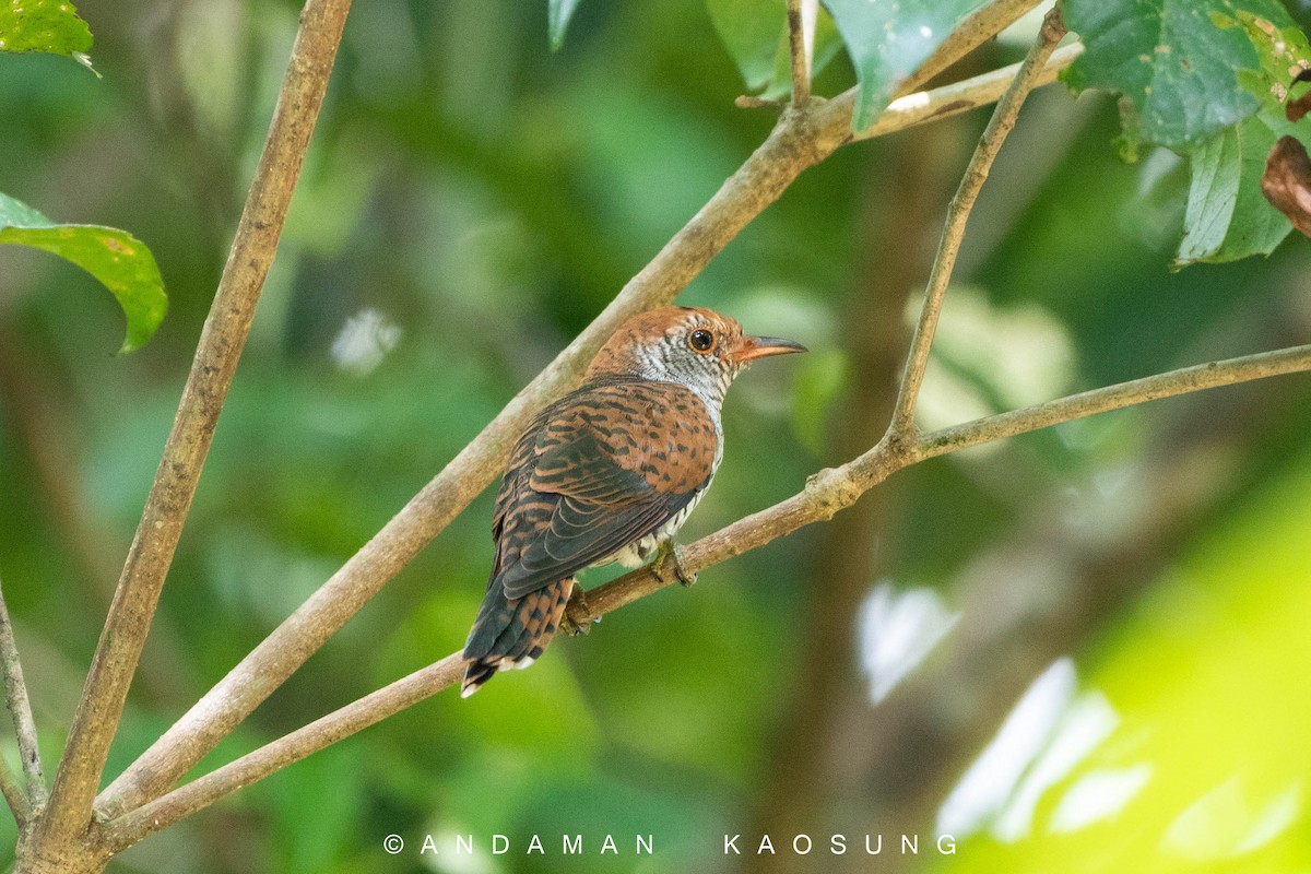Violet Cuckoo - Andaman Kaosung